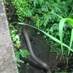 casirealgam Ular Diduga King Cobra Muncul Saat Warga Mancing di Gianyar