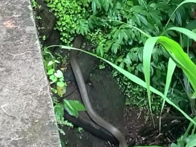 casirealgam Ular Diduga King Cobra Muncul Saat Warga Mancing di Gianyar